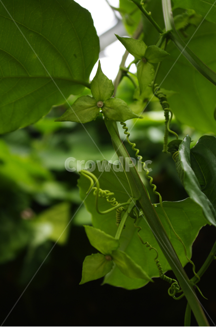 식물,잎,초록,줄기,plant,식물,자연,plants,nature
