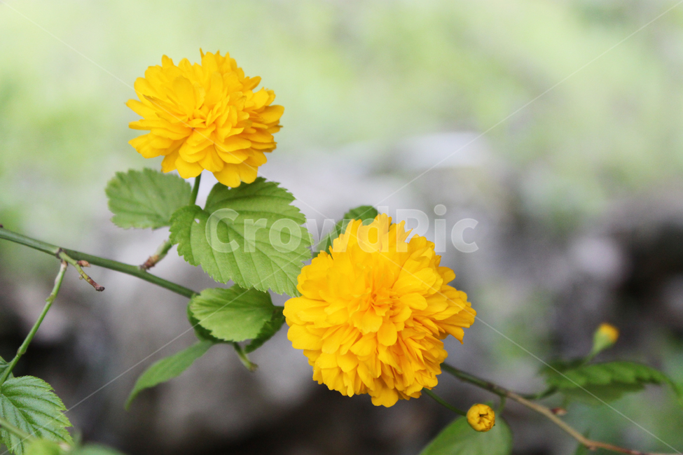 꽃,죽단화,황매화,노란꽃,flower,plant,yellow,flora