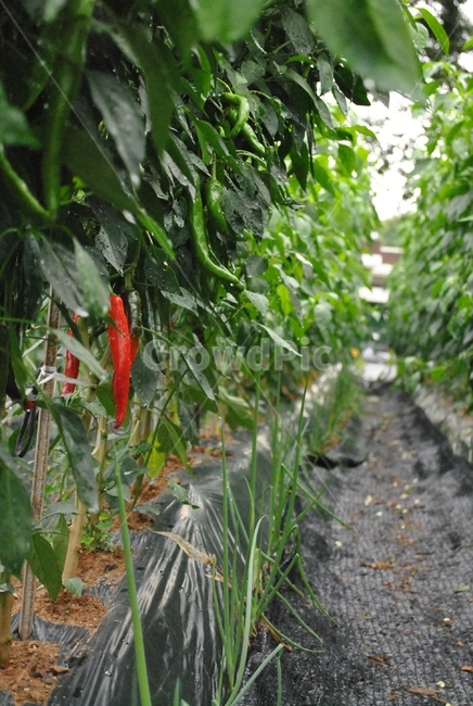 고추,농촌,빗방울,수확,빨간색,pepper,rural,raindrop,harvest,red,식물,자연,plants,nature,과일,열매,fruit,산업,industry,industrial,농업,농사,agriculture,farming,farming industry
