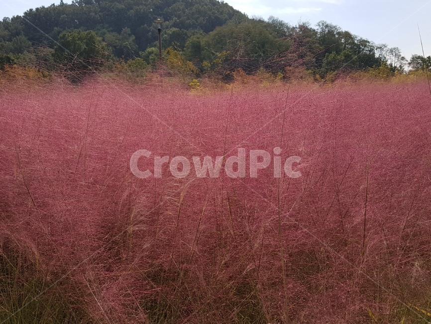 핑크뮬리,가을,초목,자연,식물,식물,자연,plants,nature