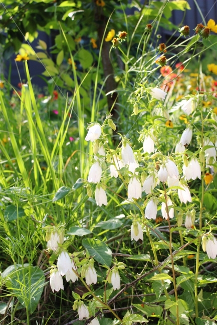 꽃,방울꽃,호롱,깨끗함,맑음,하양색,초록,식물,풍경,풍경사진,정원,green,plant,flower,clean,식물,자연,plants,nature,꽃,flower