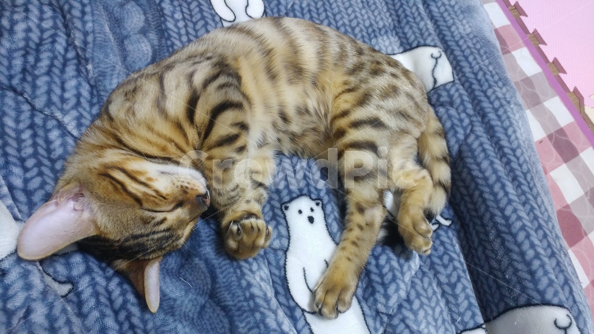 고양이,뱅갈,아기고양이,브라운뱅갈,뱅갈고양이