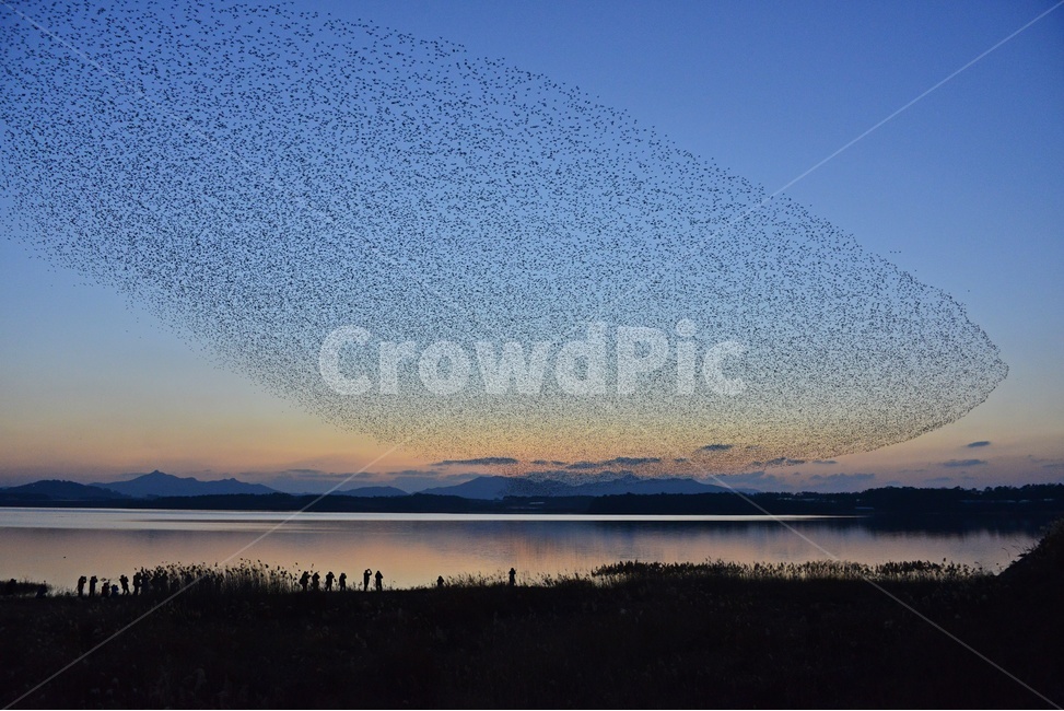 동림지,동림지가창오리,가창오리,가창오리군무,동림지황혼,nature,자연,outdoors,옥외,water,물,flock,대군,animal,동물,자연,풍경,nature,landscape