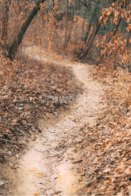 숲길,숲,낙엽,가을,배경화면,식물,자연,plants,fall,autumn,landscape,nature,korea,가을,계절,fall,autumn,season,자연,풍경,nature,landscape,ground,바닥,dirt road,흙길,road,도로,gravel,자갈