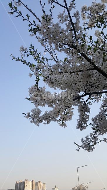 flower,공원,벚꽃,체리블라썸,blossom
