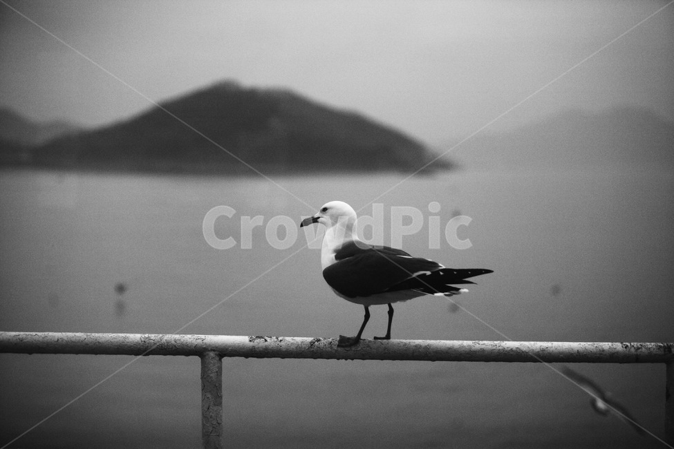 갈매기,동물,새,조류,흑백,흑백사진,동물,animal,조류,새,birds,흑백,모노톤,monochrome,black and white