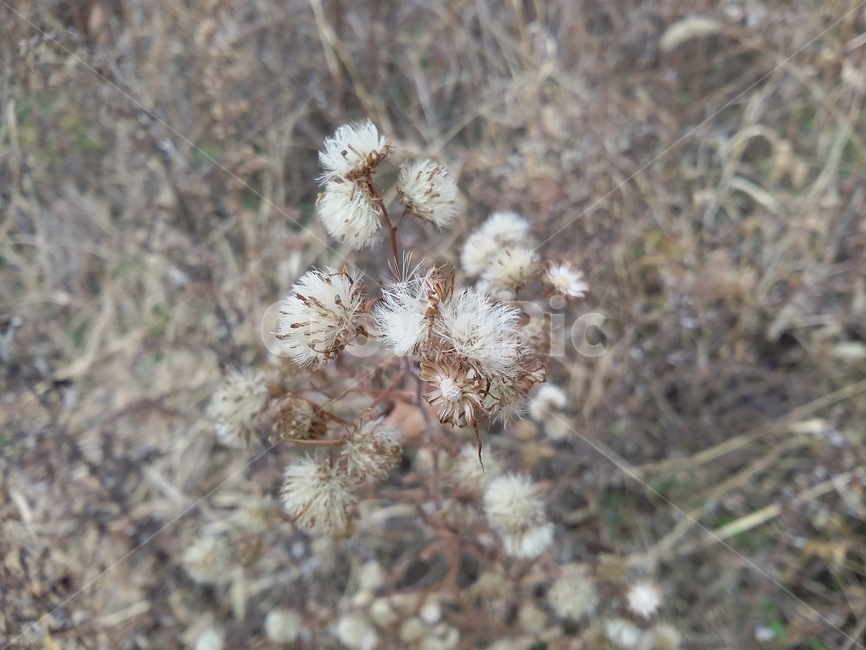 plant,식물,꽃,자연,가을