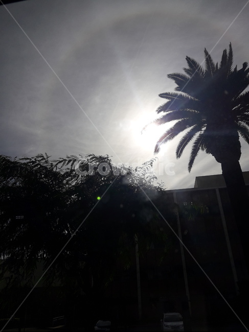 야자수,palmtree,자연,natue,태양,자연,풍경,nature,landscape,흑백,모노톤,monochrome,black and white,light,빛,flare,플레어