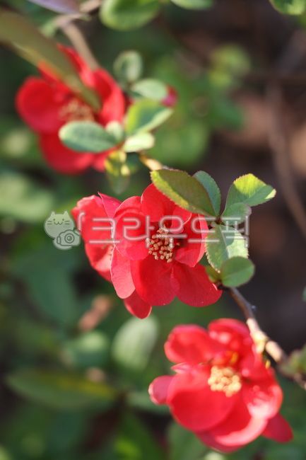 명자꽃,봄,봄꽃,꽃말,flower,식물,세송이,빨간색,식물,자연,plants,nature,꽃,flower