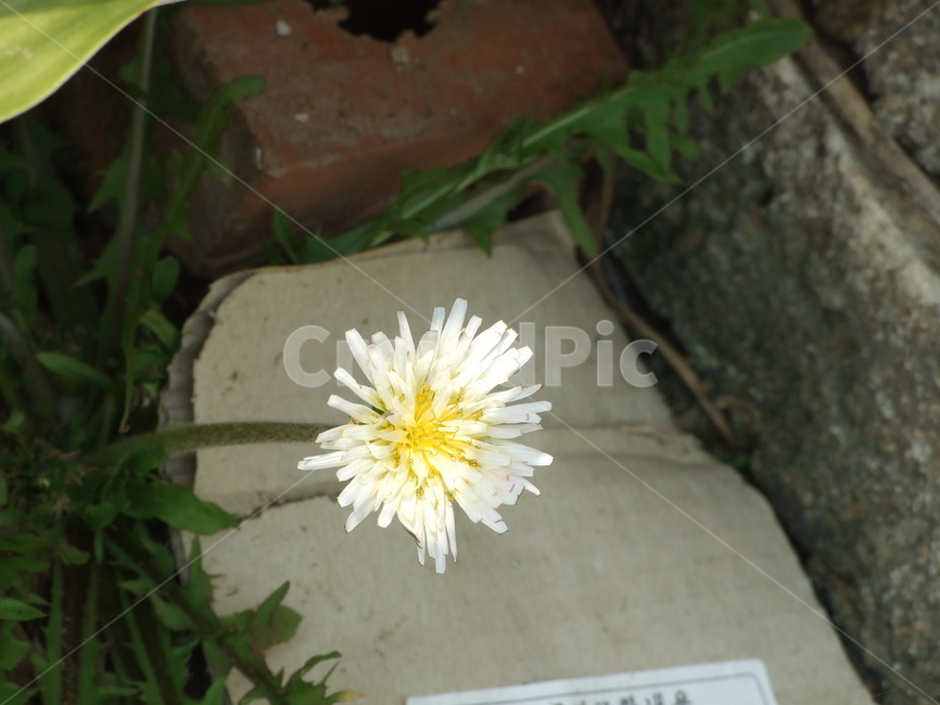 식물,꽃,꽃잎,flower,여름식물,식물,자연,plants,nature,꽃,flower