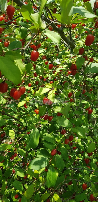 보리수,보리수나무,보리수열매,붉은보리수,보리수수확,식물,자연,plants,nature,과일,열매,fruit