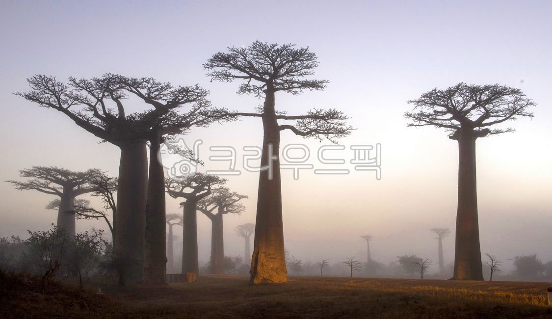 tree,나무,plant,식물,silhouette,실루엣,nature,자연,outdoors,옥외,dusk,황혼,sky,하늘,sunset,일몰,redsky,레드스카이,아프리카마다가스카르바오밥나무,마다가스카르바오밥거리,바오밥나무,마다가스카르노을,마다가스카르바오밥거리노을,바오밥거리밤