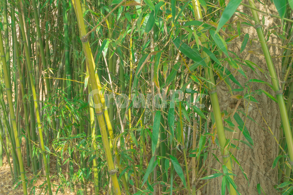 plant,식물,대나무,bamboo,나무,tree,green