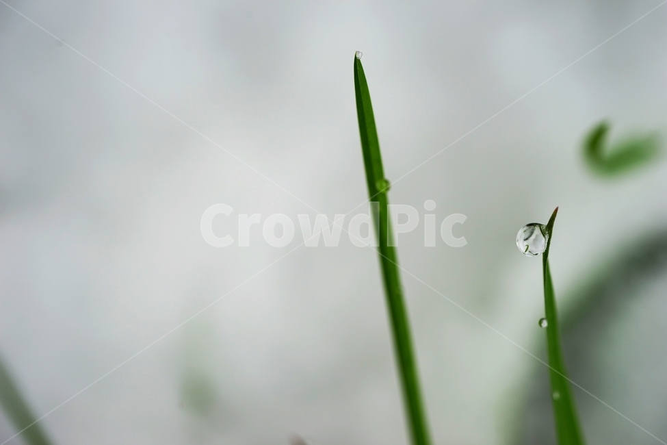 눈,첫눈,풀,물방울,이슬방울,식물,자연,plants,nature