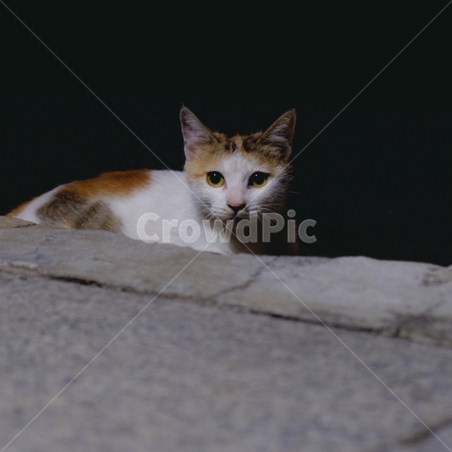 고양이,길거리,근접,동물,저녁,밤,동물,animal,포유류,mammal,고양이,cat,kitten,kitty,감성,sensible,feeling