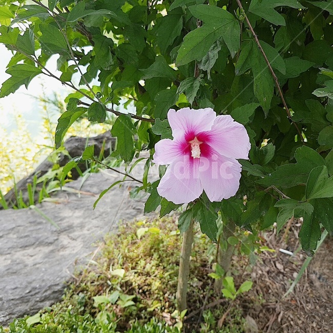 무궁화,무궁화꽃,우리나라꽃,국화,식물