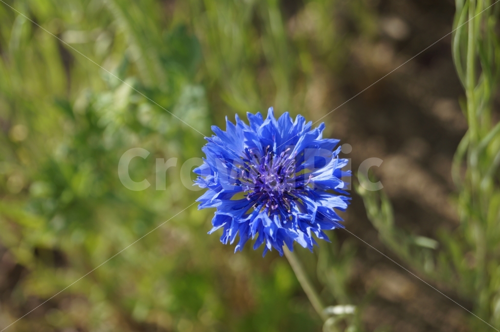 봄꽃,태화강,야생화,꽃,꽃사진,식물,자연,plants,nature,꽃,flower