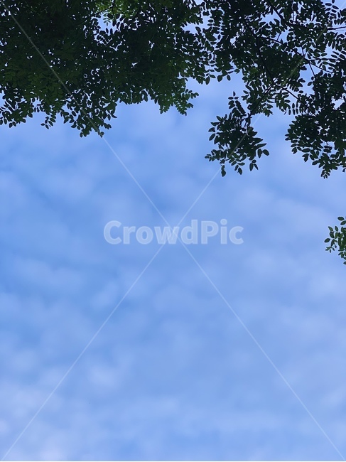 plant,식물,tree,나무,하늘,구름,sky,cloud,나뭇잎