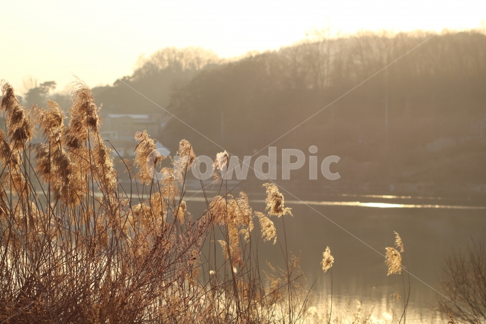 억세풀,강가,저녁노을,감성사진,역광,감성,할레그레이션,겨울사진,자연,풍경,nature,landscape,감성,sensible,feeling,휴식,힐링,rest,relaxation,healing,grass,잔디,plant,식물,lawn,reed,갈대