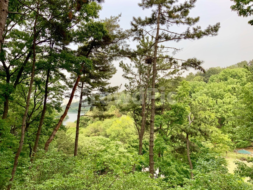 자연,숲,나무,초록색,소나무