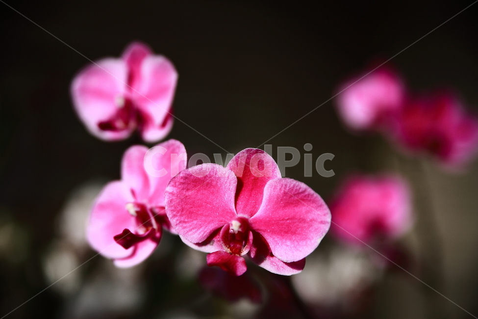 꽃,호접란,식물,flower,plant