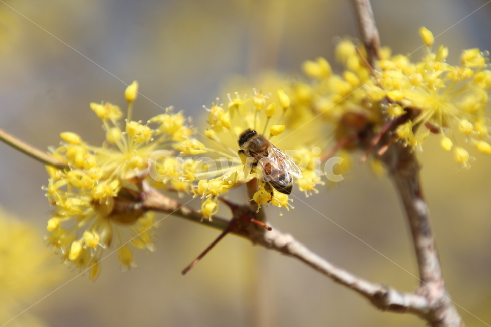 산수유,꽃,층층나무,식물,구례산수유축제,봄,계절,spring,season,식물,자연,plants,nature,꽃,flower,동물,animal,곤충,벌레,insect,bug,honey bee,꿀벌,invertebrate,무척추 동물,bee,벌