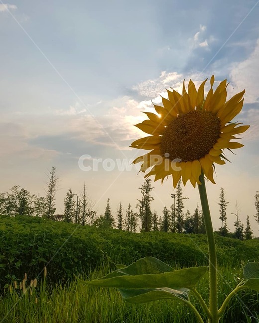 해바라기,가을,빛,하늘,구름,꽃,식물,자연,plants,nature,꽃,flower