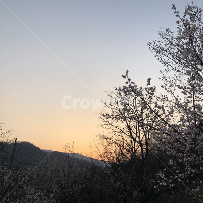 landmark,장소,봄,명소,꽃,매화,자연,outdoors,네추럴,nature