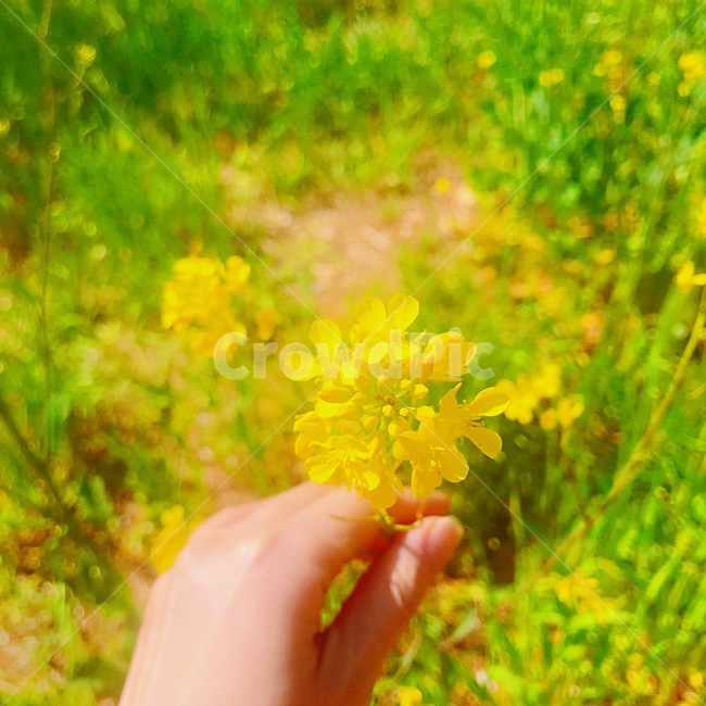유채꽃,꽃놀이,자연,봄꽃,노랑꽃