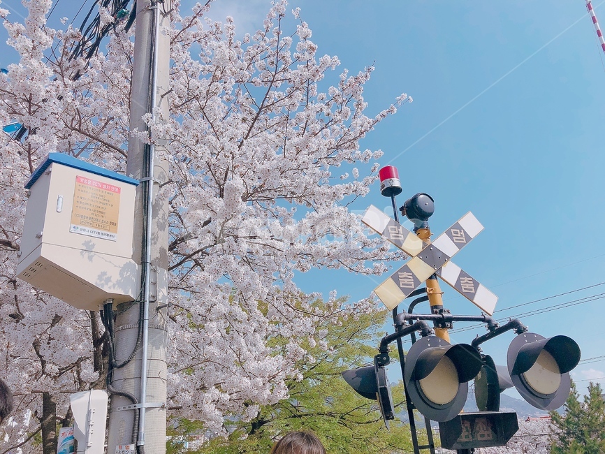 계절,봄,벗꽃,감성사진,cherryblossom,기찻길