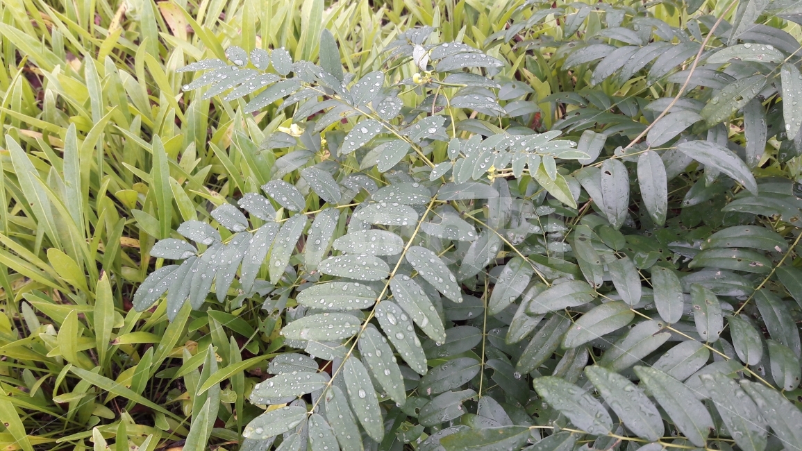 빗방울,초록,잎사귀,푸른잎,싱그러움,식물,자연,plants,nature
