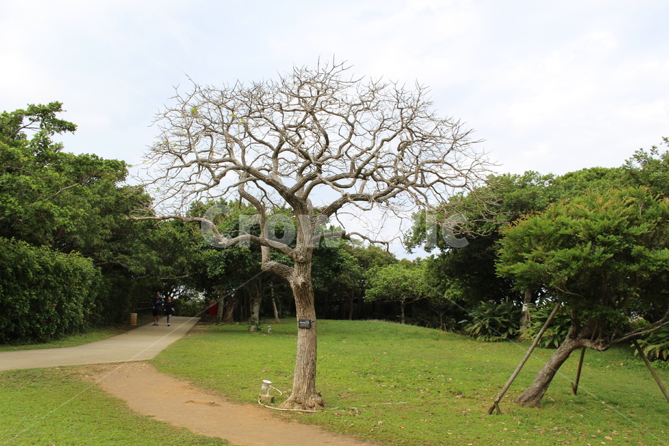 plant,식물,tree,나무,treetrunk,나무줄기