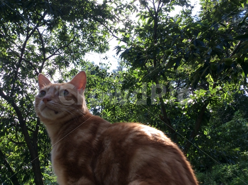 동물,고양이,길고양이,반려동물,애완동물,동물,animal,포유류,mammal,고양이,cat,kitten,kitty
