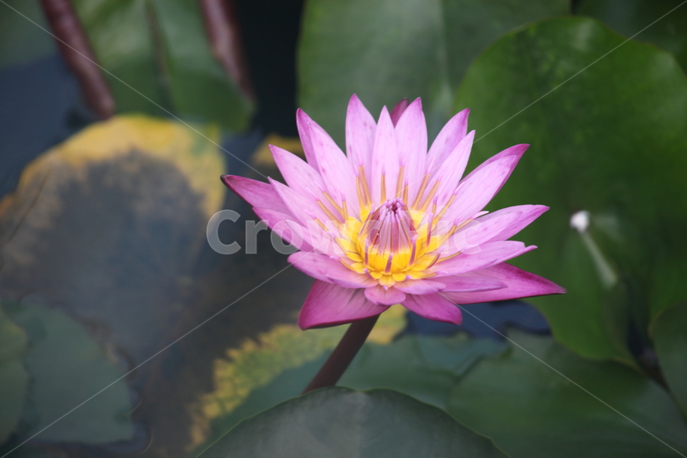 수련,연,꽃,수생식물,waterlily,식물,자연,plants,nature,꽃,flower