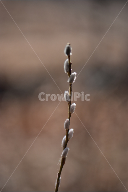 갯버들,버들강아지,사진,식물,도감,plant,tree,nature,자연,생태,겨울,계절,나무,목본,학습,자료,study,겨울,계절,winter,season,식물,자연,plants,nature