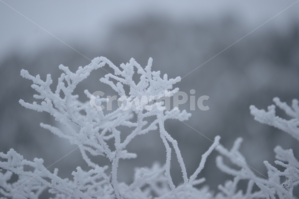 풍경,눈,눈꽃,자연,나무,겨울,나뭇가지,겨울,계절,winter,season,식물,자연,plants,nature