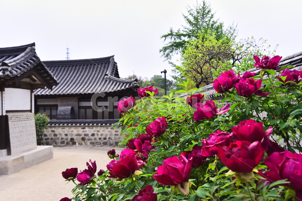 Namsan,yard,In May,folk village,house,april,spring flowers,Namsan Tower,tile roof,season,traditionalhouse,traditional village,traditionalpattern,Jangdokdae,House,peony flower,traditional pattern,background,stonewall,Korean tradition