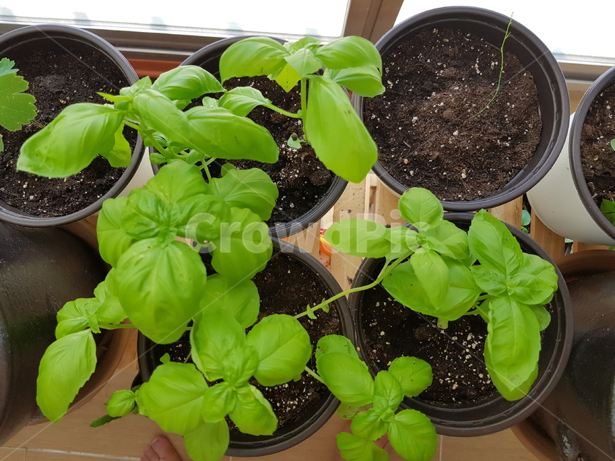 베란다정원,바질수확,바질,녹색,허브,herb,식물,자연,plants,nature