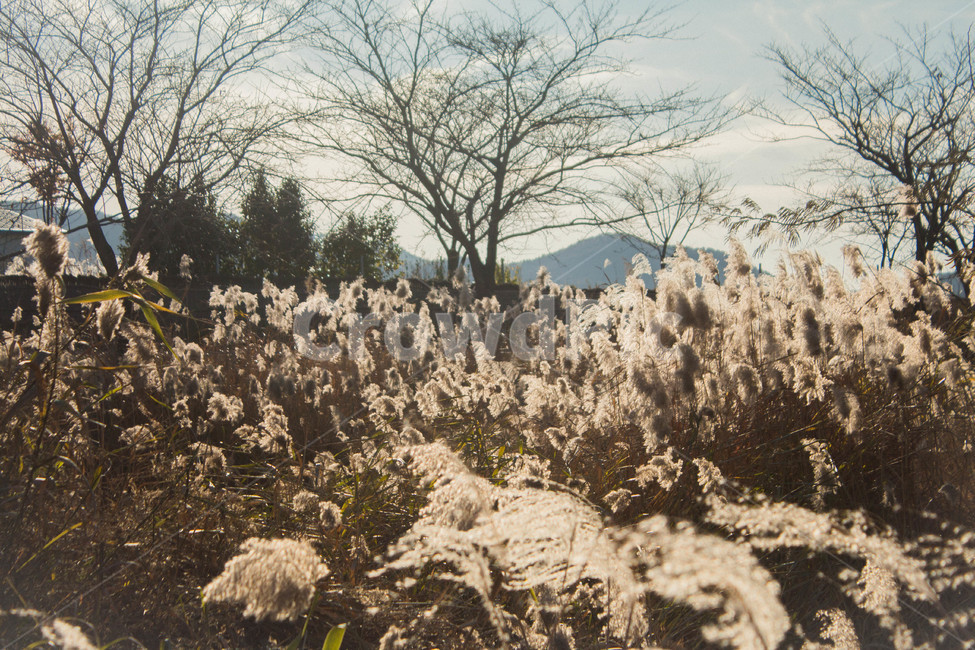 갈대,하늘,가을,식물,plant,commonreed,autumn