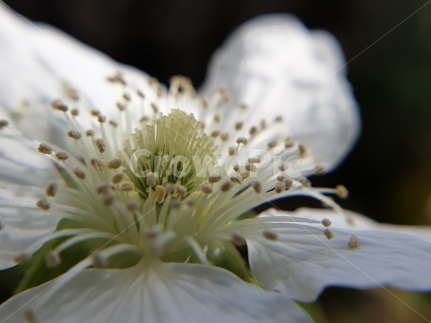 꽃,봄꽃,봄,자연,하얀색꽃,식물,자연,plants,nature,꽃,flower