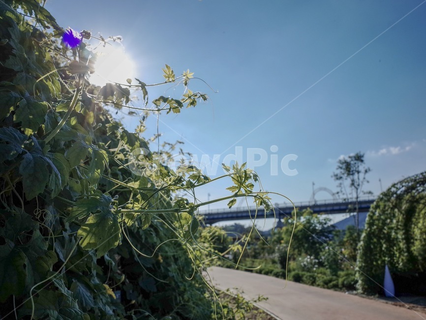 나팔꽃,꽃,식물,자연,다리,풀,풀잎,줄기,식물,자연,plants,nature