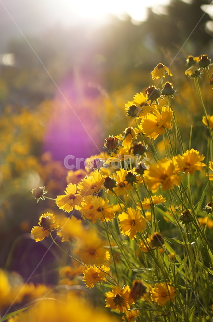 금계국,꽃,노랑,햇살,빛,오후,식물,자연,plants,nature,꽃,flower