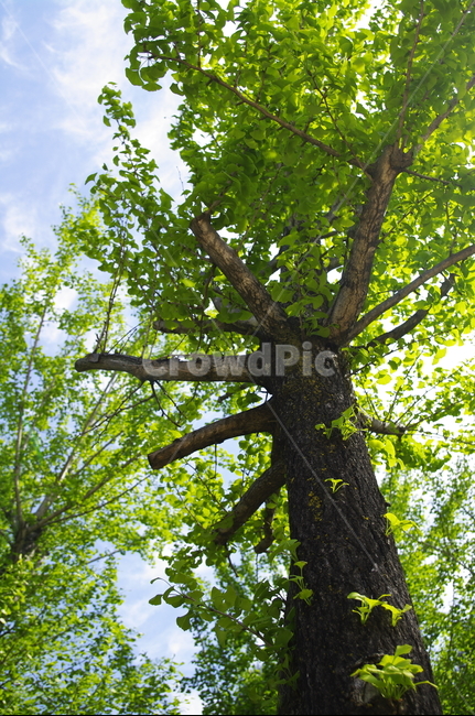 은행나무,초록,나무,잎,식물,plant,계절,봄,spring,식물,자연,plants,nature,나무,trees,wood
