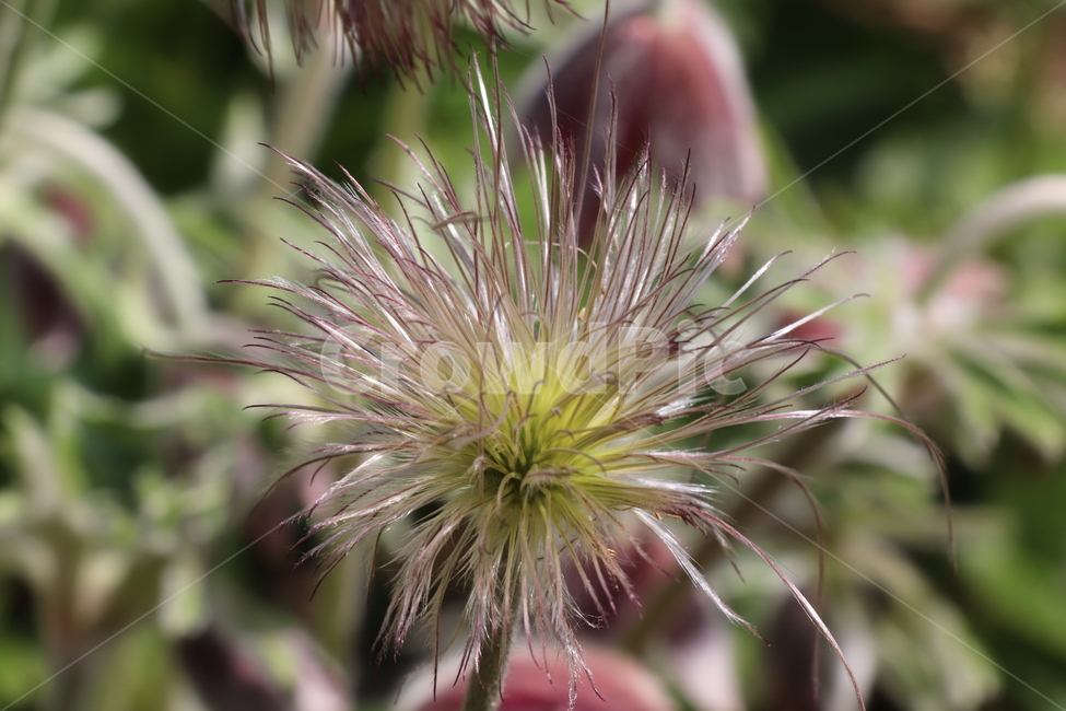 plant,식물,할미꽃,꽃,flower