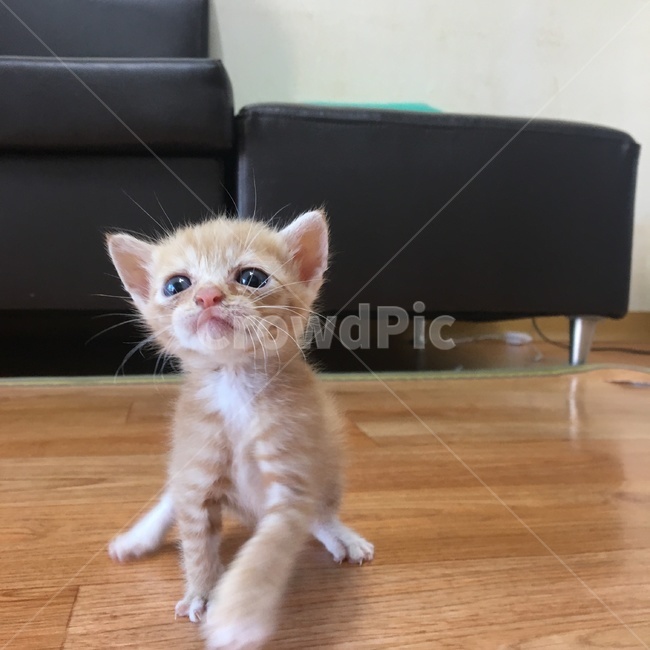 고양이,코숏,치즈코숏,코리아숏헤어,새끼고양이,아깽이,캣초딩,애기고양이,cat,반려묘,반려동물,동물,새끼,아기,애기,animal,동물,animal,포유류,mammal,고양이,cat,kitten,kitty