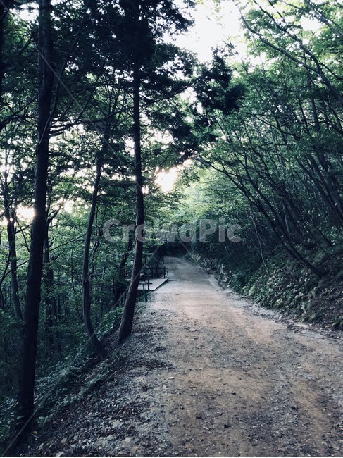 산,산길,숲,나무,여름,자연,풍경,nature,landscape,gravel,자갈,dirt road,흙길,road,도로,path,통로
