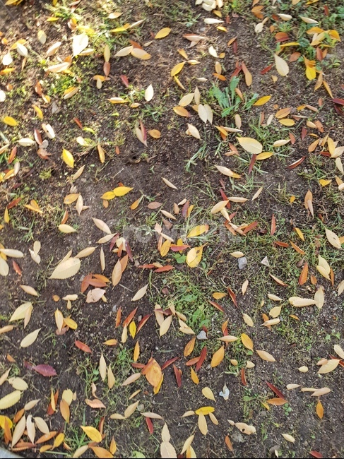 가을,숲,낙엽,햇살,힐링,자연,산책,가을,계절,fall,autumn,season,ground,바닥