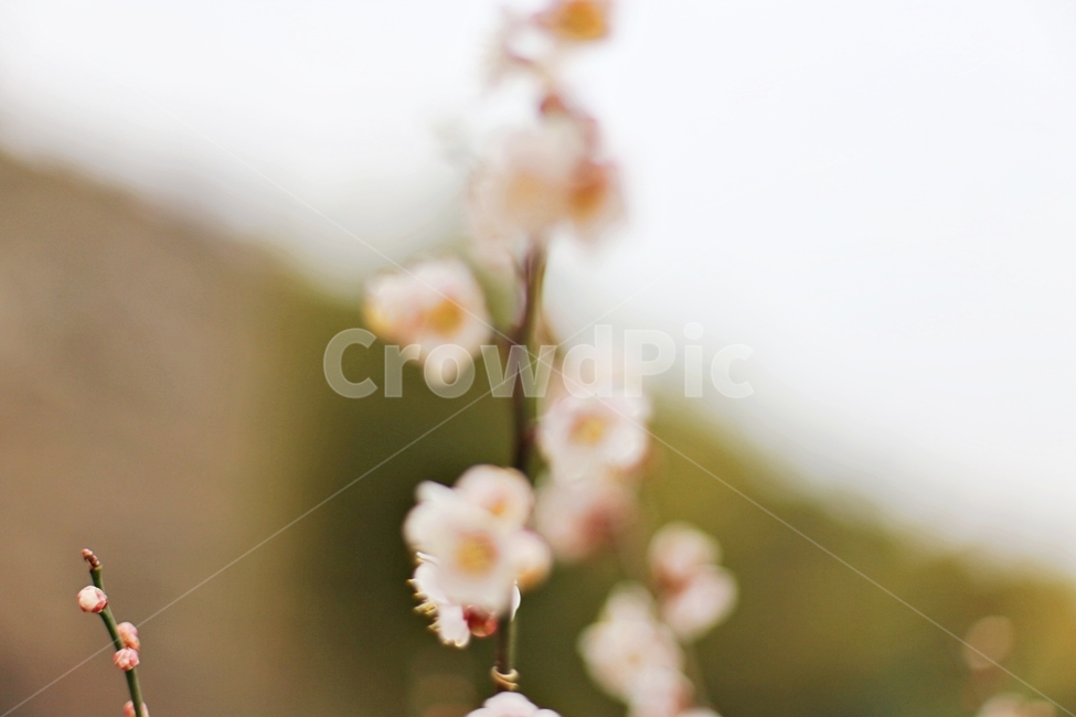 하동,hadong,매화,매화축제,매화꽃,꽃,flower,봄,계절,spring,season,식물,자연,plants,nature,꽃,flower,plant