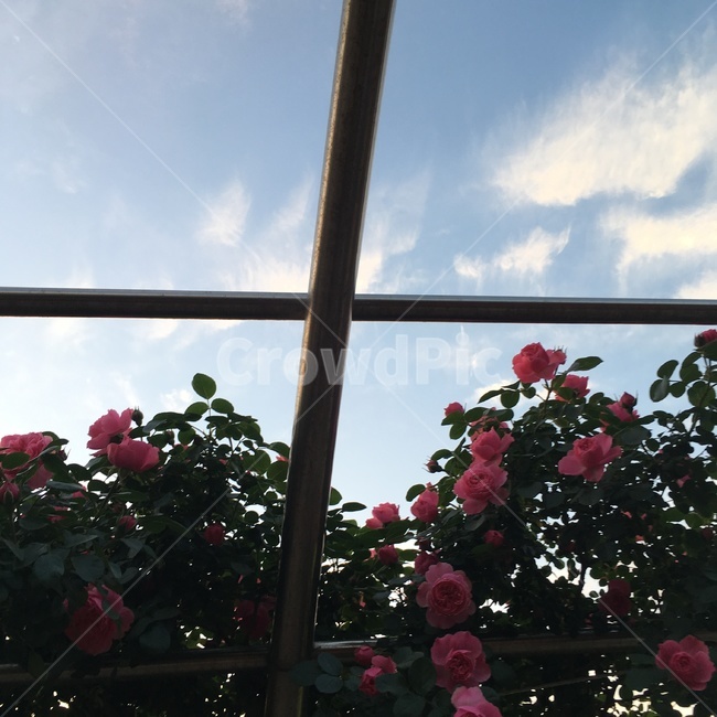 장미,꽃,풍경,분홍,자연,rose,화단,색감
