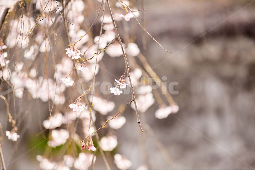 식물,나무,자연,초록,분홍,벚꽃,가지,나뭇잎,감성,분위기,하늘,봄,계절,spring,season,식물,자연,plants,nature,꽃,flower,plant,blossom